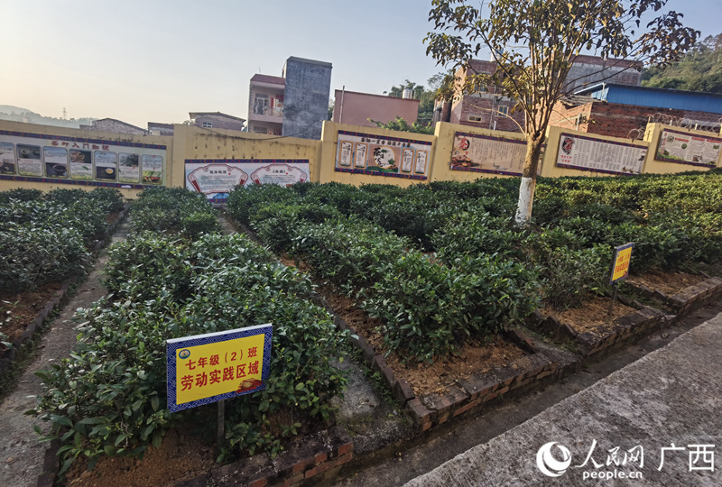 玉林市民族中学的劳动实践基地是一片茶园。人民网记者 覃心摄